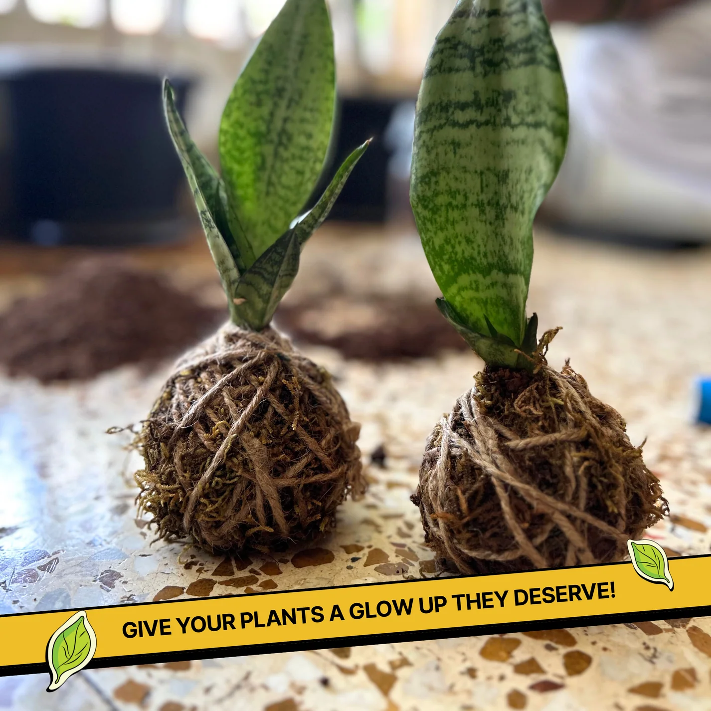 COMBO: DIY Mini Terrarium Kit & DIY Japanese Kokedama Kit - Image 7