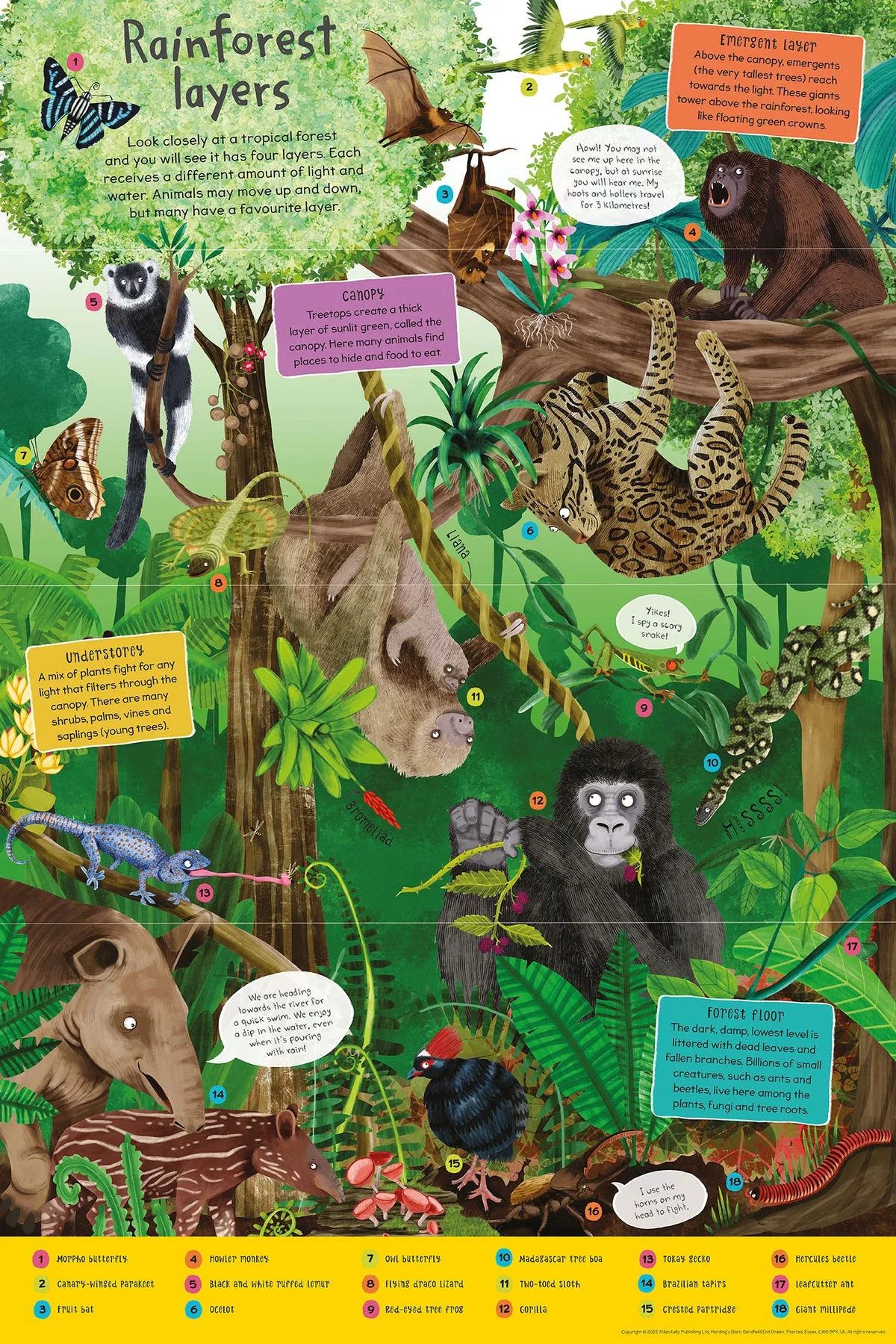 First Rainforest Book - Image 5