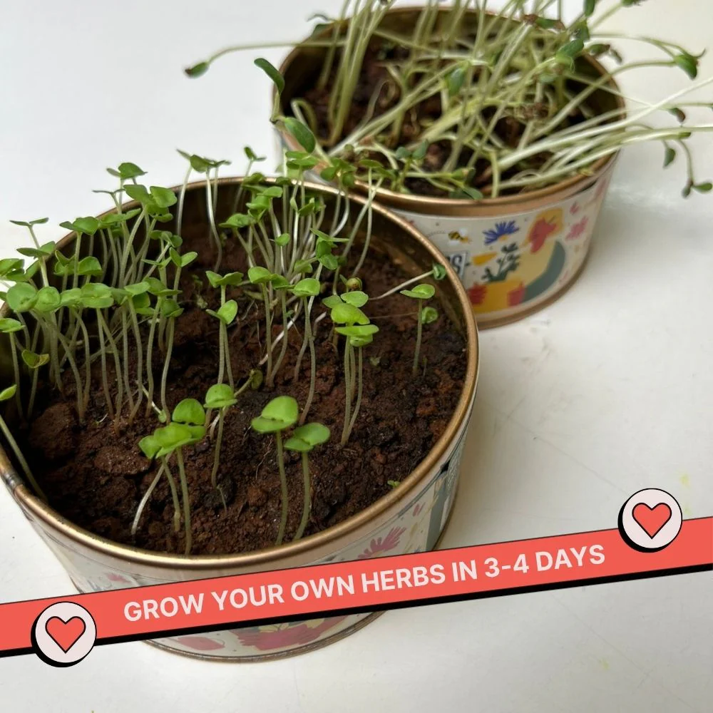 Grow in a can : Fenugreek - Image 3