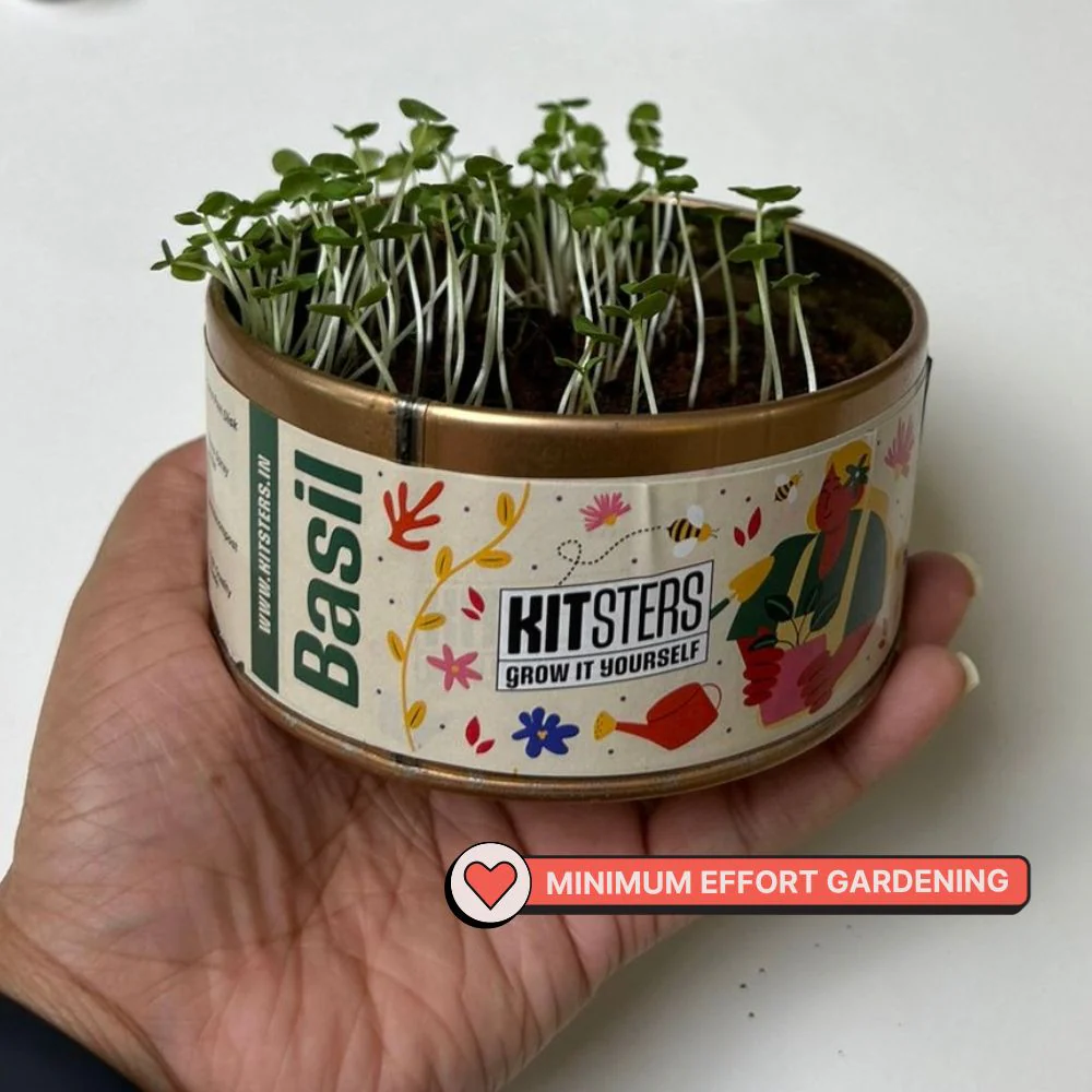 Grow in a can : Fenugreek - Image 4